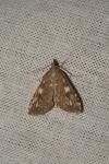 Udea olivalis