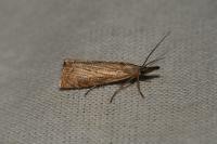 Chrysoteuchia culmella