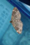 Xanthorhoe spadicearia/ferrugata