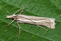 Ancylolomia tentaculella