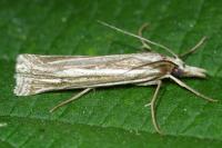 Ancylolomia tentaculella