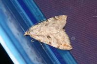 Aplocera efformata/plagiata