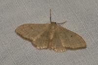 Idaea straminata