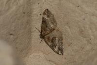 Perizoma bifaciata