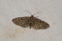 Eupithecia virgaureata