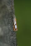 Catoptria pinella