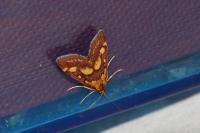 Pyrausta purpuralis