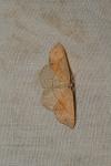 Cyclophora punctaria