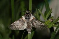 Furcula bifida