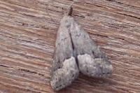 Schrankia taenialis