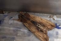 Lithophane semibrunnea