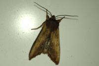 Lithophane semibrunnea