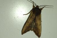 Lithophane semibrunnea