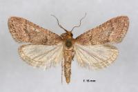 Bostra obsoletalis
