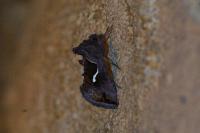 Macdunnoughia confusa