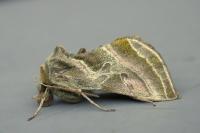 Euchalcia variabilis