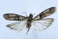 Nephopterix angustella
