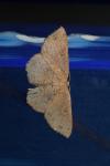Cyclophora porata