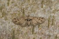Eupithecia exiguata