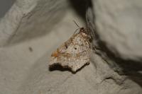 Macaria alternata