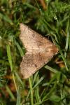 Odontopera bidentata