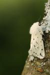 Spilosoma lubricipeda