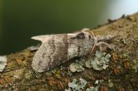 Calliteara pudibunda