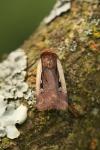 Ochropleura plecta
