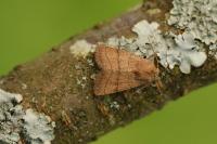 Charanyca trigrammica