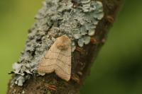 Charanyca trigrammica