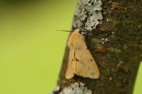 Spilarctia lutea