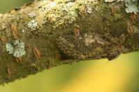 Peridea anceps