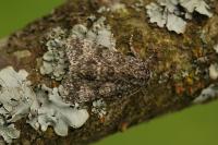 Acronicta megacephala