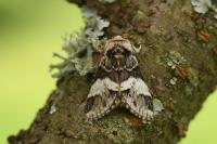 Drymonia dodonaea