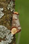 Phalera bucephala