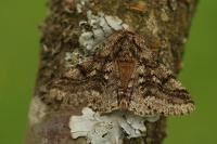 Lycia hirtaria
