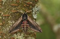 Sphinx ligustri