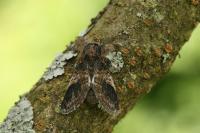 Notodonta tritophus