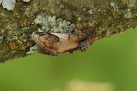 Notodonta ziczac