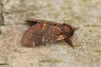 Notodonta dromedarius