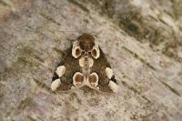 Thyatira batis