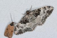 Catarhoe putridaria