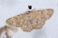 Charissa mucidaria