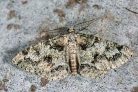 Cleorodes lichenaria