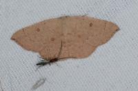 Cyclophora puppillaria
