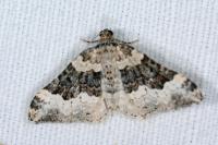 Epirrhoe galiata