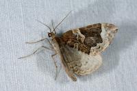 Eulithis prunata