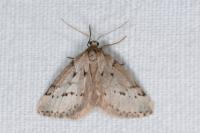 Eumannia oranaria