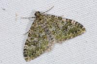 Euphyia frustata frustata