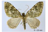 Euphyia frustata frustata
